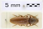 Foto (Dorsalansicht) von Athous (Orthathous) brachati (Zeising & Brunne, 2005) (NHMW-ZOO-COL-0008442)
